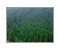 Forestry